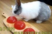 娱乐吃瓜小兔子小说,小兔子吃瓜记
